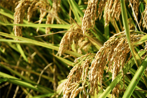 質(zhì)量檢測(cè)報(bào)告